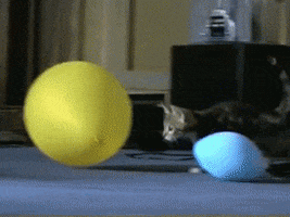 cat ballon GIF