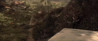 Wild Animals Movie GIF