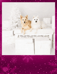 Love Dogs Christmas GIF by puppytales
