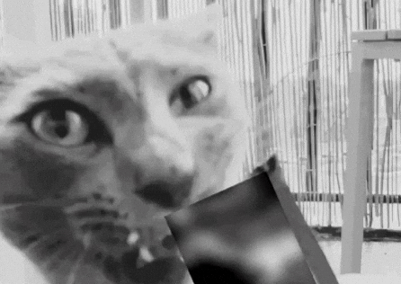 Nom Nom Cats GIF