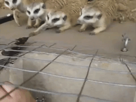 Cheeky Meerkats Enjoy Playing With Feather