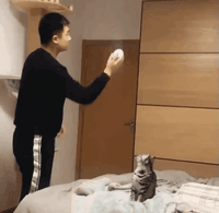 cat fetch GIF