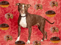 dog GIF by Nebraska Humane Society