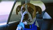 Animal Planet GIF by Puppy Bowl