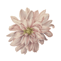 Essenzagif Sticker by ESSENZA HOME