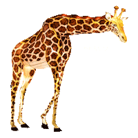 Christmas Snow Sticker by Bronx Zoo