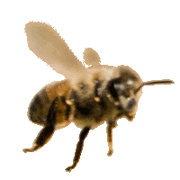 bee Sticker by Volmary