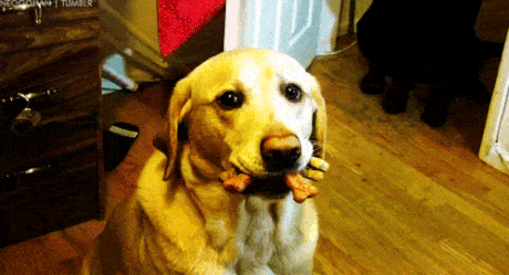 dog biscuits GIF