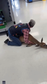 Walmart Employee Tackles Deer in Wisconsin Store