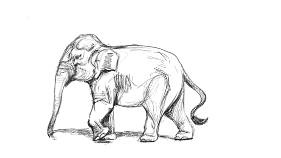 asian elephants elephant GIF