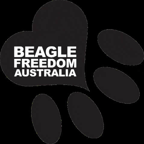 BeagleFreedomAustralia giphygifmaker love heart dog GIF