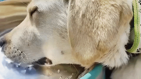 swanjun30 giphyupload GIF