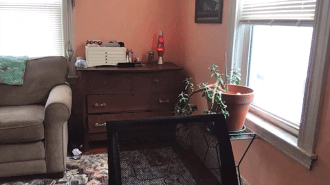 pawblopicasso giphygifmaker GIF