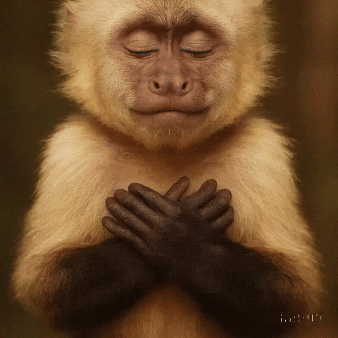 Monkey Meditating GIF by Maryanne Chisholm - MCArtist