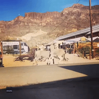 Fighting Donkeys Spotted in Arizona Ghost Town