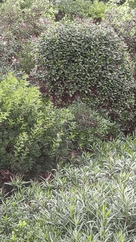 Simongip giphyupload GIF