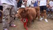 Highland Cow Bobby GIF