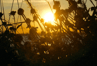 sunny day summer GIF