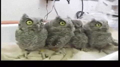 owls GIF