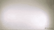 Dog Reaction GIF by TechSmith