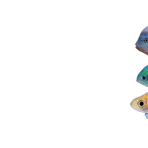 Just Keep Swimming School Of Fish Sticker by Jess Mac