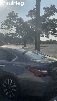 Doggy Enjoys Windy Ride GIF by ViralHog