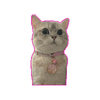 British Shorthair Bella Sticker