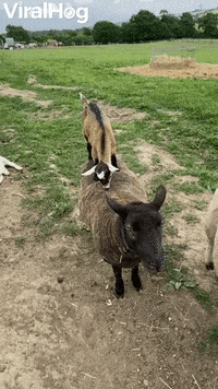 Goat Kids Play The Floor Is Lava On Sheep Pals GIF by ViralHog