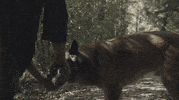 Dog Twd GIF by The Walking Dead