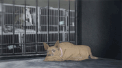 mark duplass cats GIF by Animals