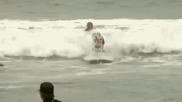 surf GIF