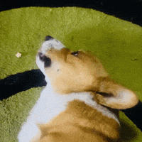 Corgi Munching GIF