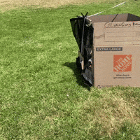 Corgi GIF