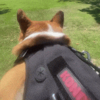 Corgi GIF