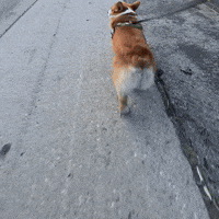 Cute Dog GIF