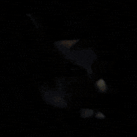 Corgi Cute Dog GIF