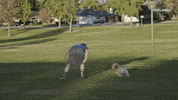 dog puppy GIF by KING OF THE ROAD