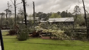 Motorist Surveys Downed Trees Following Tornado in Birmingham, Alabama