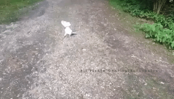 Friendly Cockatoo Says Hello While Taking Vacation Stroll