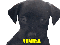 Simba Sticker by Alex Moreno