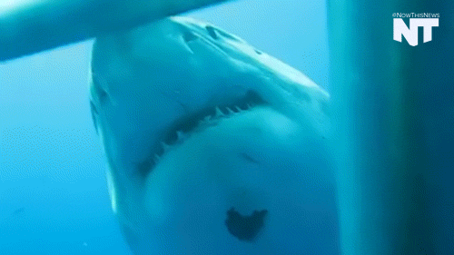 great white shark news GIF by NowThis 