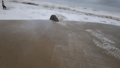 742c348079504f06ae05d27f91f4f518 giphyupload GIF