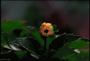 flower blooming GIF