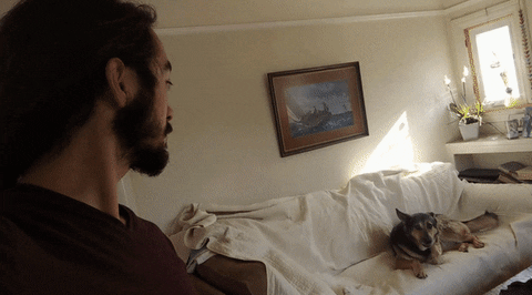 likedhu giphyupload dog GIF