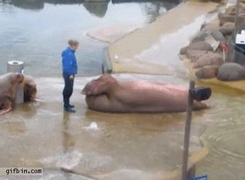 walrus situps GIF