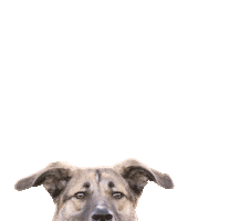 coming up dog Sticker by Tales&Tails