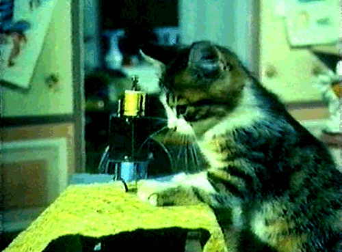 sewing machine cat GIF