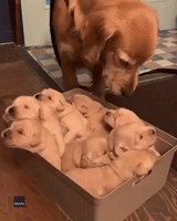 Proud Parent: Golden Retriever Looks After Her Wriggling Litter of Puppies