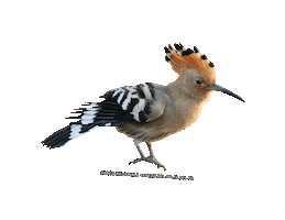 parcodeltapo nature bird bike duck Sticker