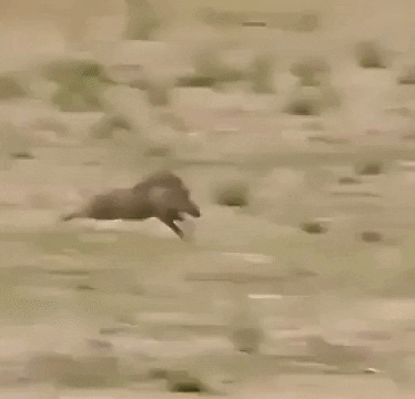 GifVif giphyupload dont mess with pumba GIF